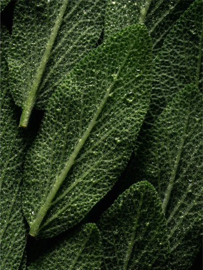Rosmarin-Haar- und Kopfhautstärkendes Öl