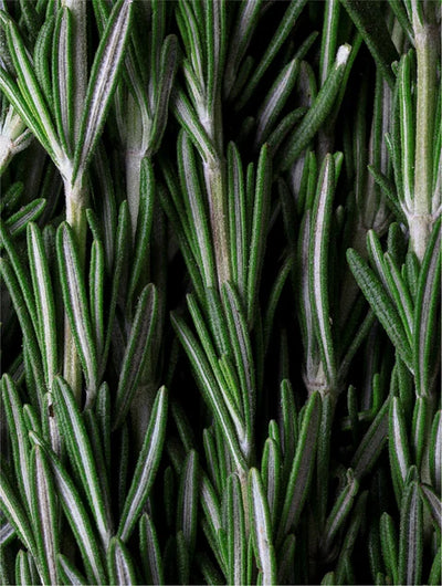 Tiefenreinigendes Kopfhautpeeling, Rosmarin & Minze
